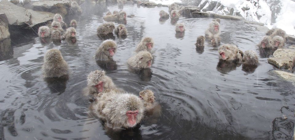 nozawa onsen luxury ski holiday snow monkeys img