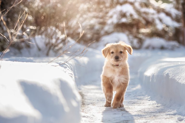 Pet Friendly Chalets